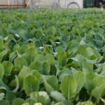A flourishing field of young green plants growing in a greenhouse setting.