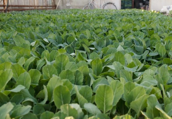 A flourishing field of young green plants growing in a greenhouse setting.
