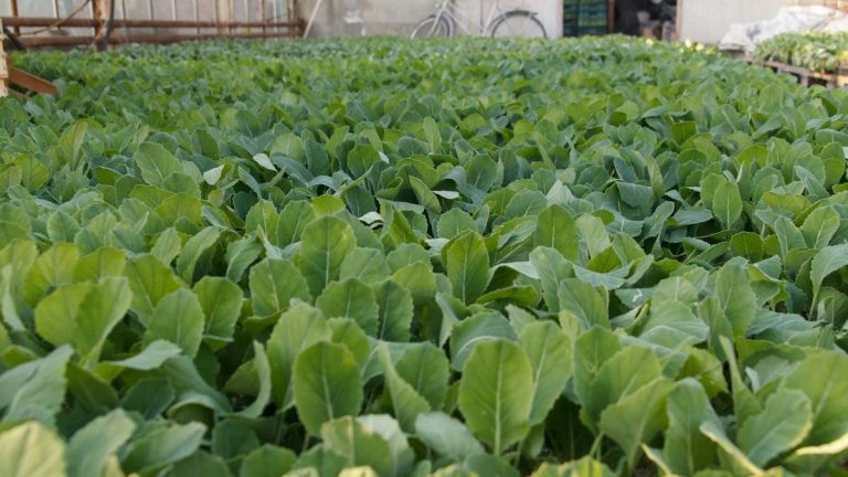 A flourishing field of young green plants growing in a greenhouse setting.